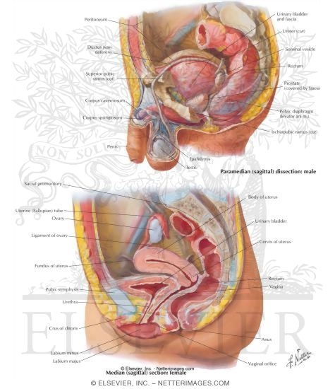 The Bladder and Urethra