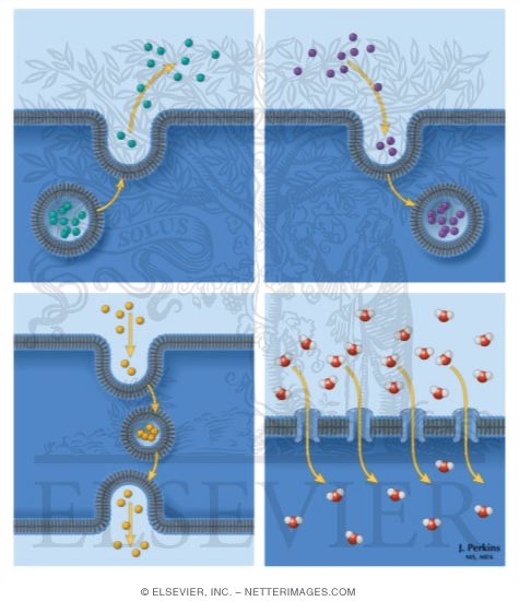 Membrane Transport: II
