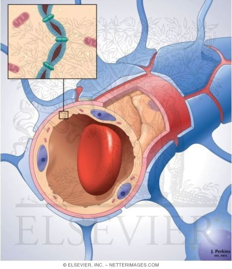 blood brain barrier