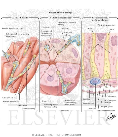 Visceral Efferent Endings