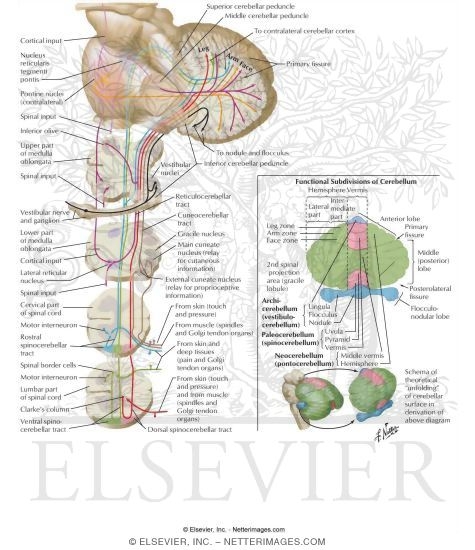 Cerebellar Afferent Pathways