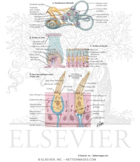 Vestibular Receptors