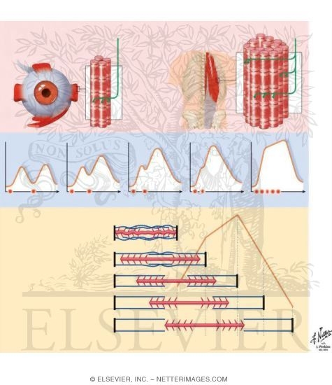 Grading of Muscle Tension and Length-Tension Relationship