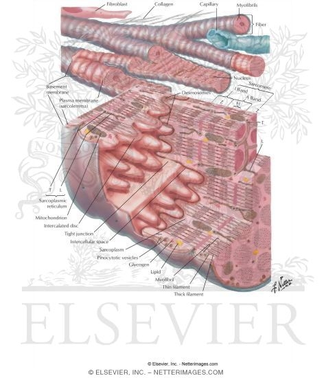 Histology of the Myocardium: Schematic Views of Cardiac Muscle