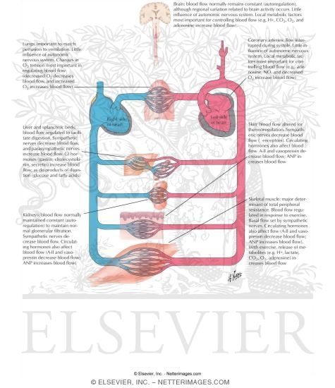 Circulatory Response to Exercise