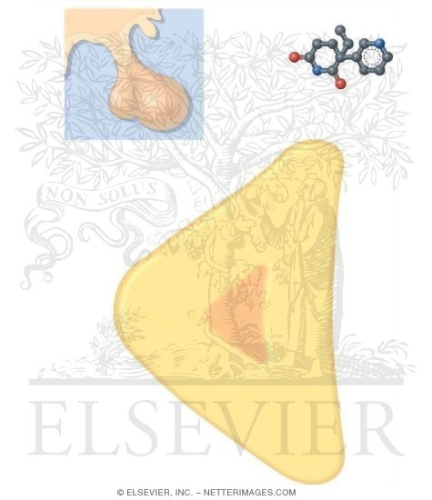 Aminoglutethimide