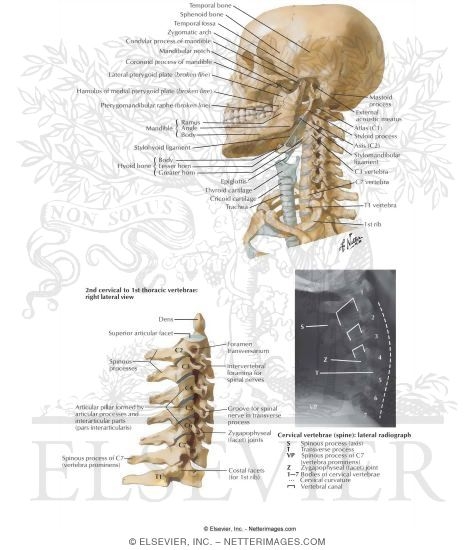 Bony Framework of Head and Neck