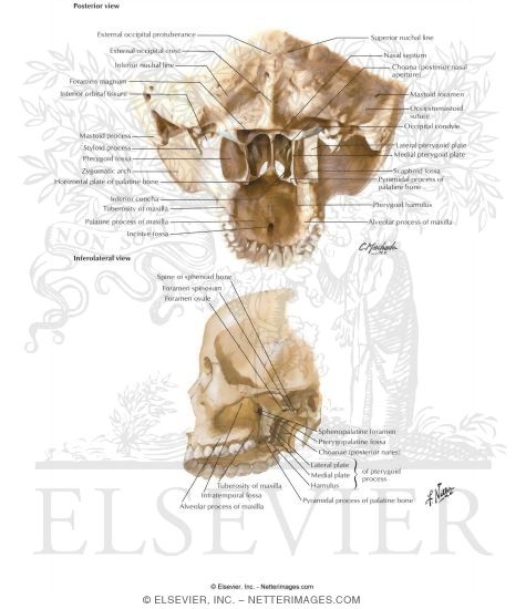 Cranial Base: Pterygoid Fossae