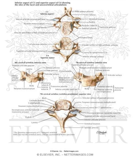 Cervical Vertebrae