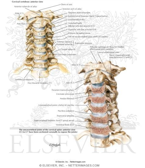 Cervical Vertebrae: Uncovertebral Joints