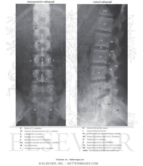 Lumbar Vertebrae: Radiography