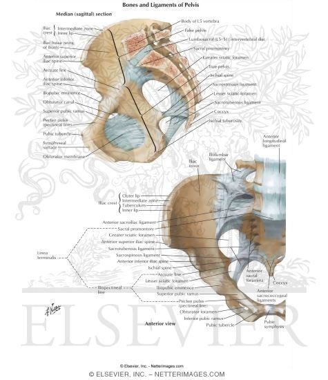 Bones and Ligaments of Pelvis