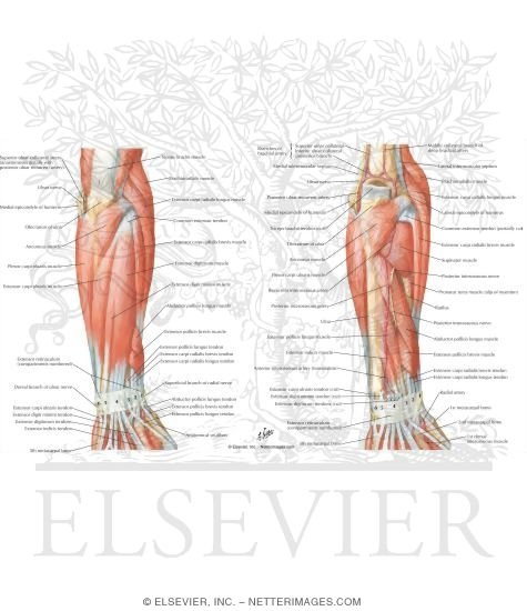 Muscles of Forearm With Arteries and Nerves (posterior View)