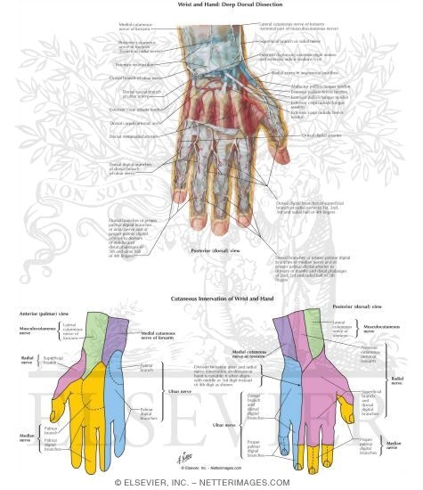 Effect On Hand of Radial, Median, and Ulnar Lesions
Wrist and Hand: Deep Dorsal Dissection
Cutaneous Innervation of Wrist and Hand