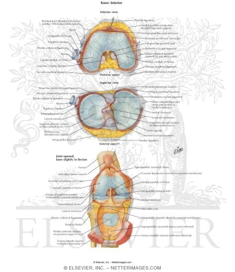 Interior of Right Knee Joint (Inferior, Superior, and Anterior)
Knee: Anterior Views
Knee: Interior