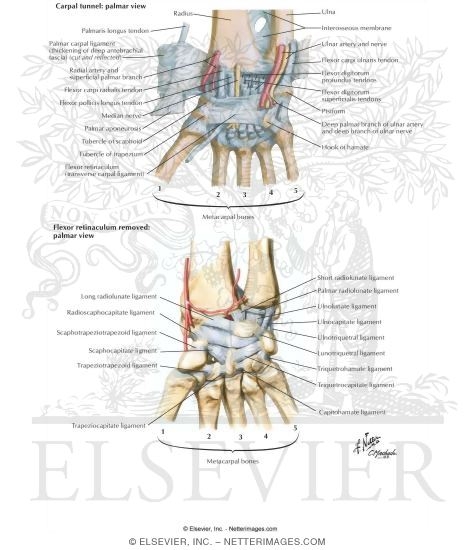 Ligaments of Wrist