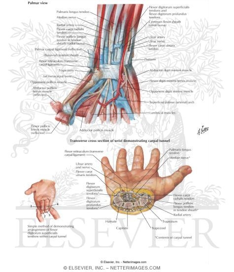 Flexor Tendons, Arteries, and Nerves At Wrist