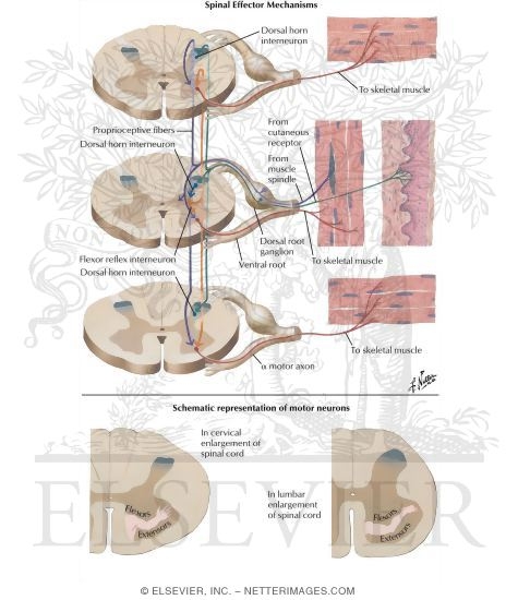 Spinal Effector Mechanism
