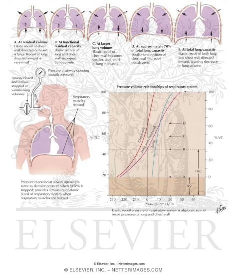 Functions Of The Respiratory System. human respiratory system