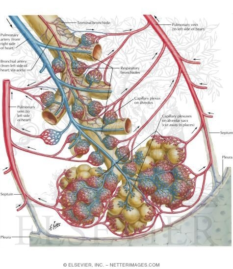 Intrapulmonary Blood Circulation