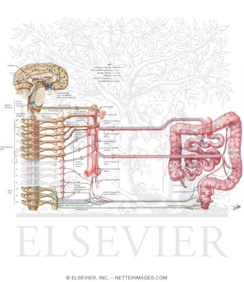 Autonomic Innervation
Innervation of Small and Large Intestines: Schema
Nerve Supply of Small and Large Intestines