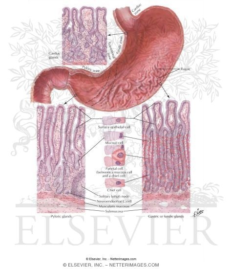 Structure of the Stomach