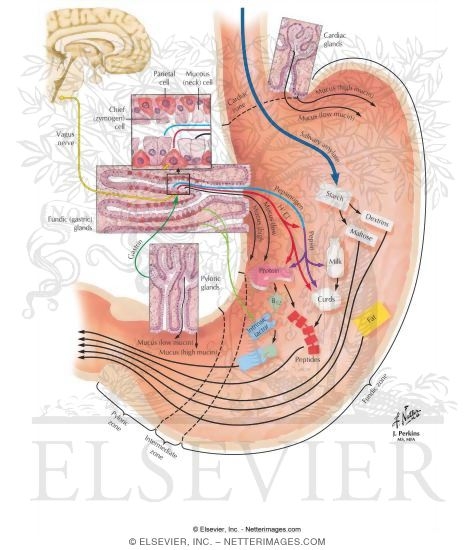 Digestive Activity of Stomach