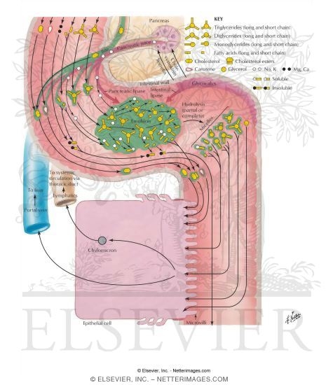 Fat Digestion