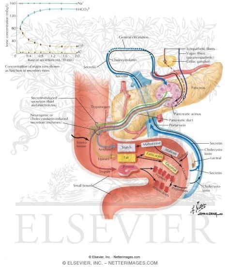Pancreatic Secretion