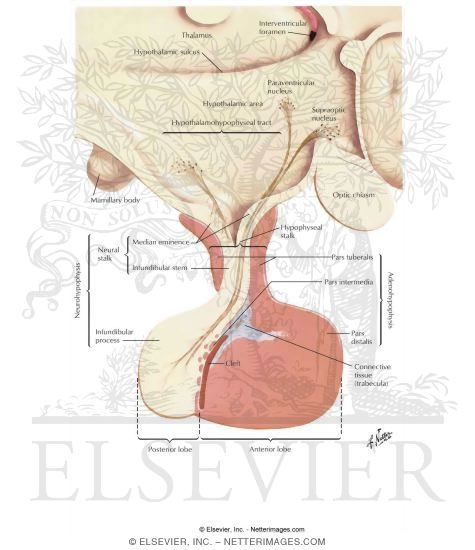 hypothalamus and pituitary gland. Hypothalamic and Pituitary