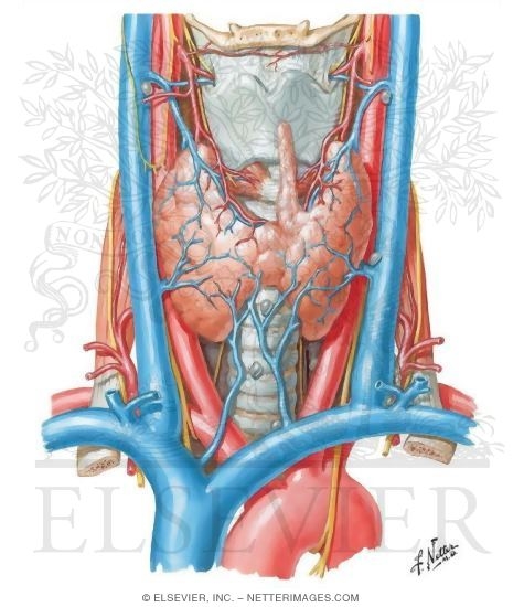 Thyroid Gland Structure