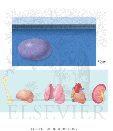 Thyroid Hormone Action
