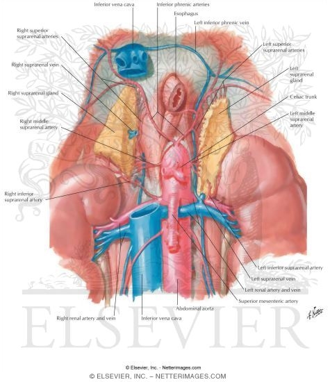 Anatomy and Blood Supply of the Suprarenal (Adrenal) Glands