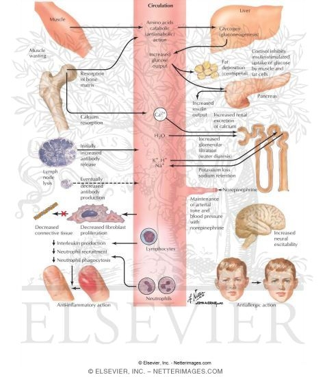 Actions of Cortisol