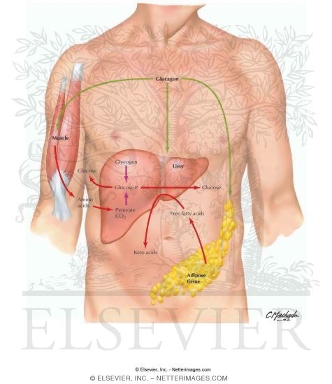 Actions of Insulin