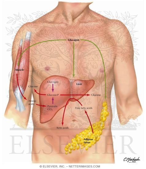 Actions of Glucagon