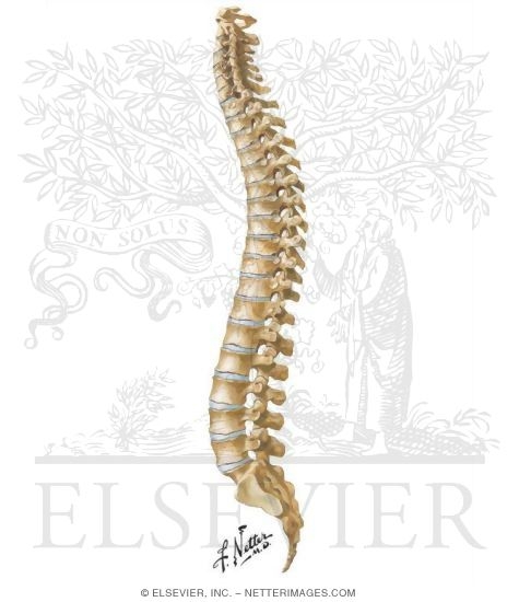 Osteology of the Spine: Left Lateral View