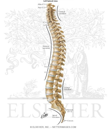 Osteology of the Spine: Left Lateral View