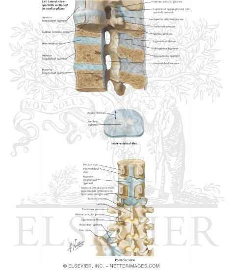 Spine: Ligaments