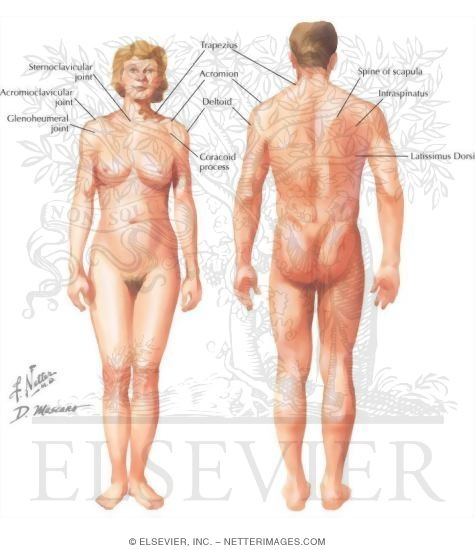 Topographic Anatomy