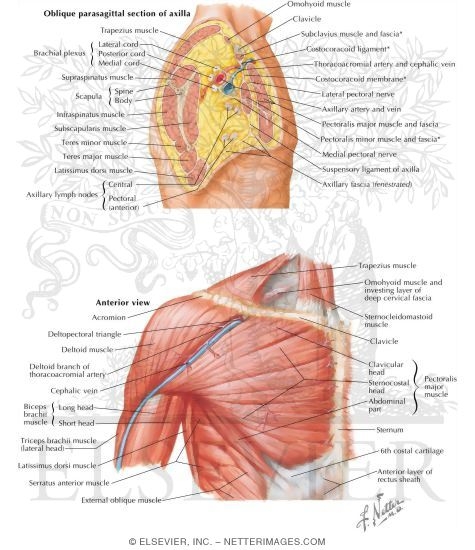 Muscles: Deltoid and Pectoral Region