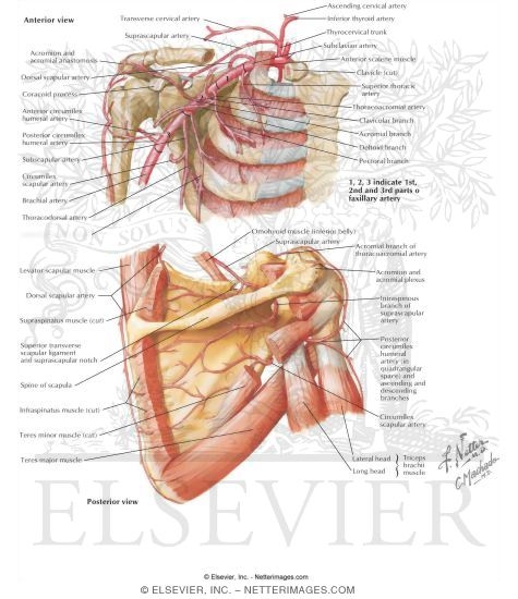 Arteries of the Shoulder