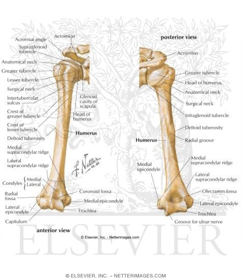 Osteology: Anterior and Posterior View of the Humerus