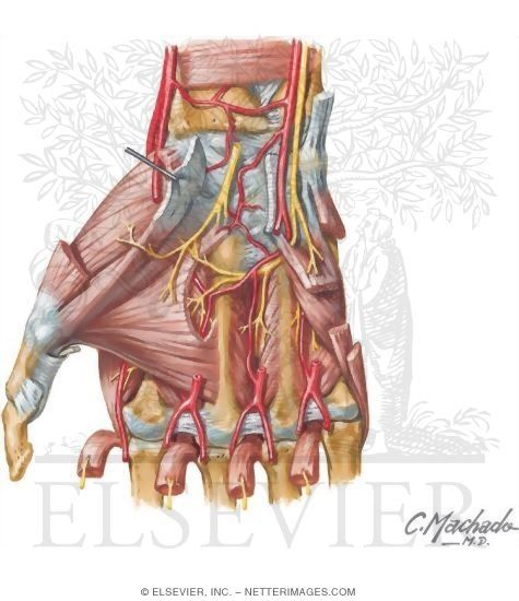 Muscles of the Hand