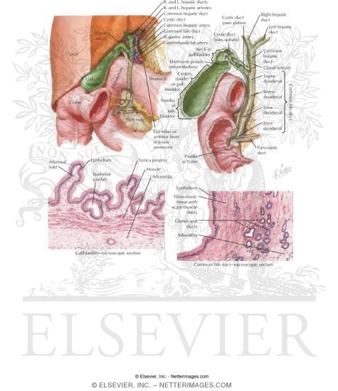 gallbladder anatomy. Gallbladder and Bile