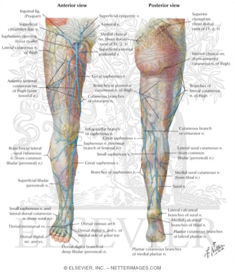 Surface Anatomy: Superficial Veins and Nerves