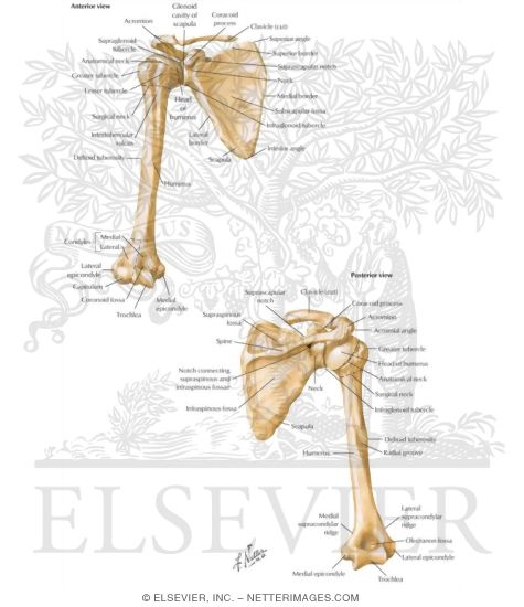 Shoulder: Bones (Pectoral Girdle)