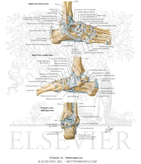 Ankle and Foot: Ankle Joints and Ligaments The preview images do not contain 