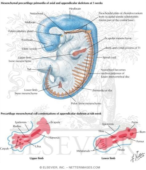 Embryology: Appendicular Skeleton