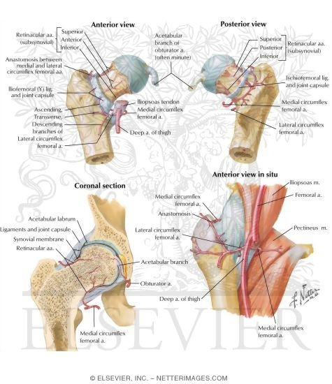 arteries in neck and head. Arteries of Femoral Head and